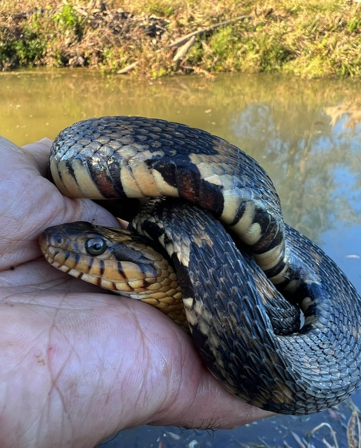 Broad-banded Water Snake